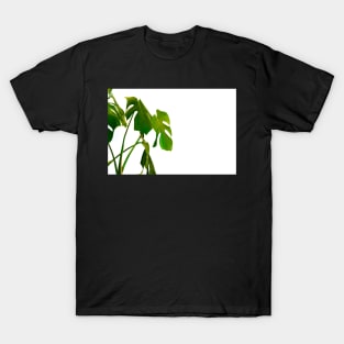 Monstera pot plant with leaves in casual fashion in white pot isolated on white background. T-Shirt